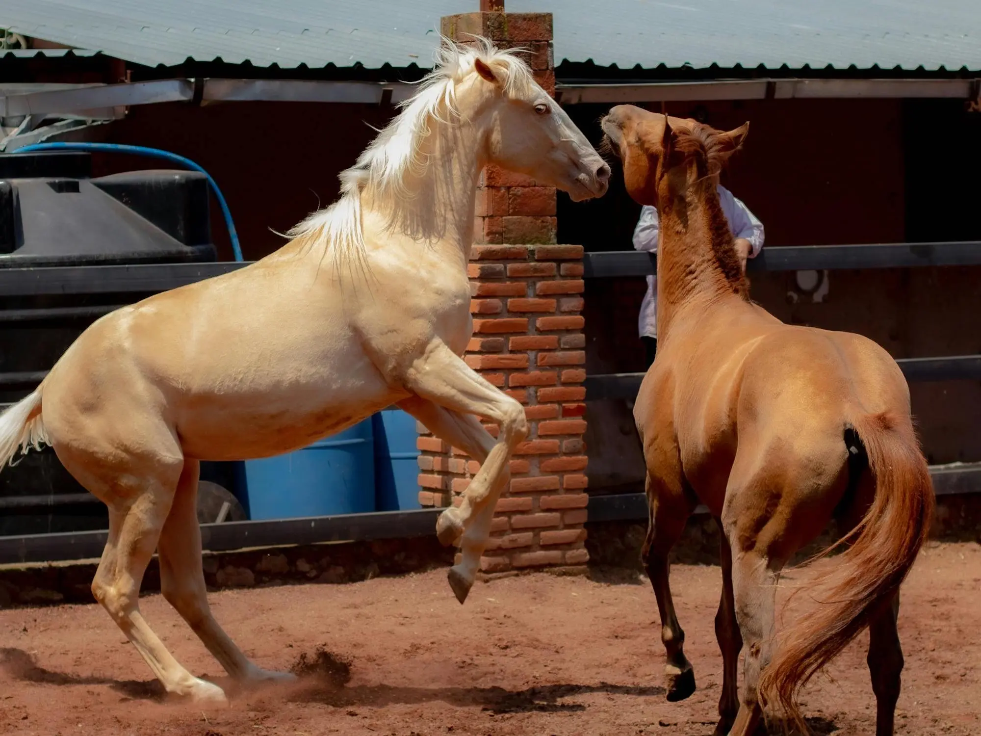 Gold champagne horse