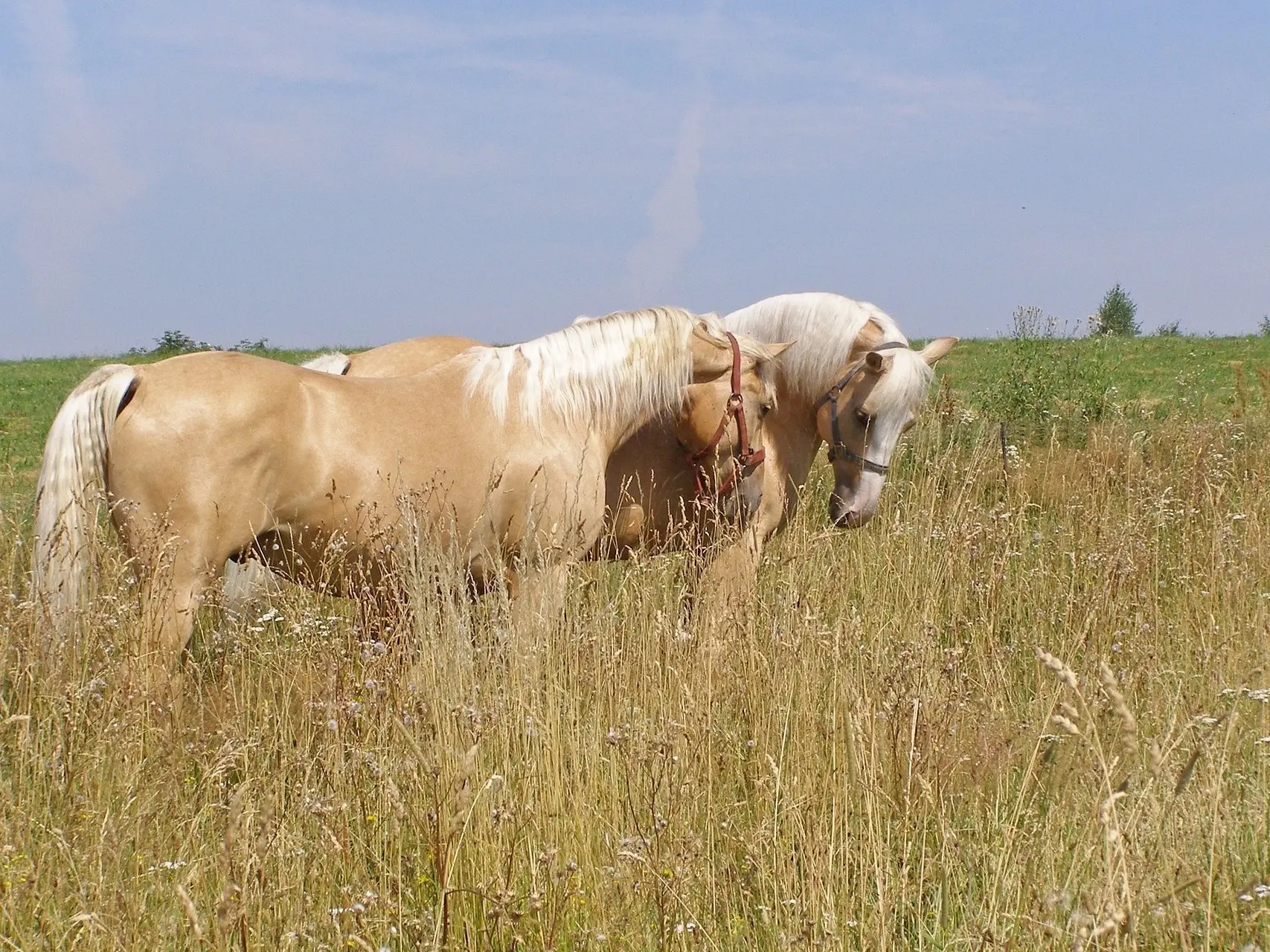 Gold champagne horse