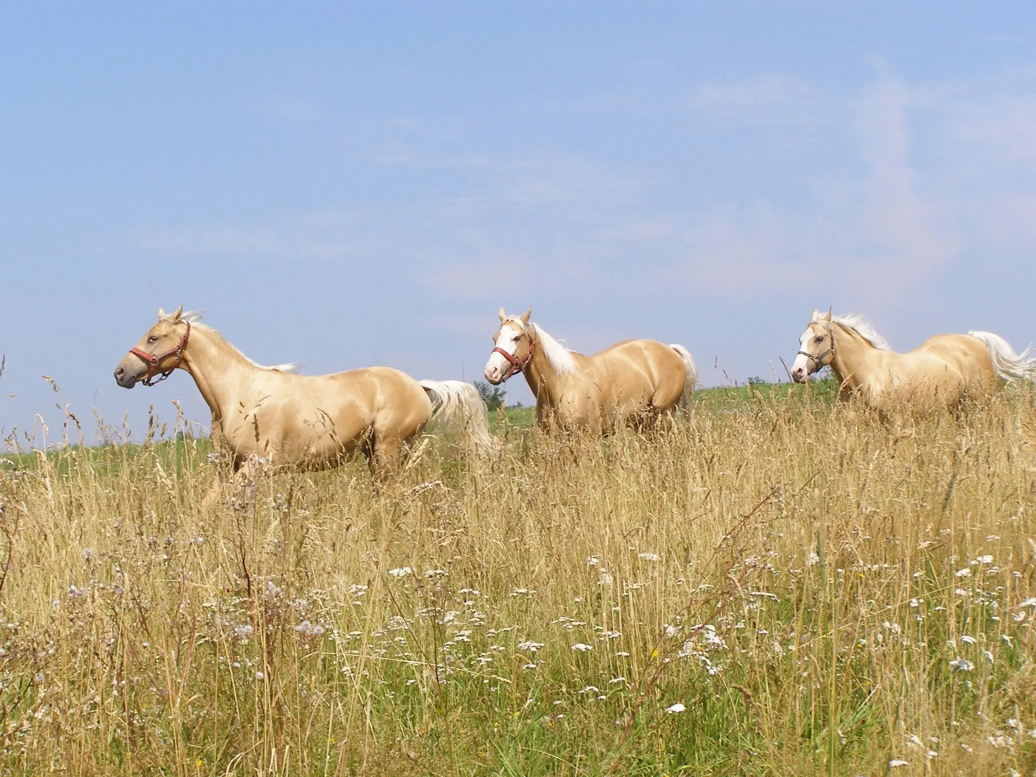 Gold champagne horse