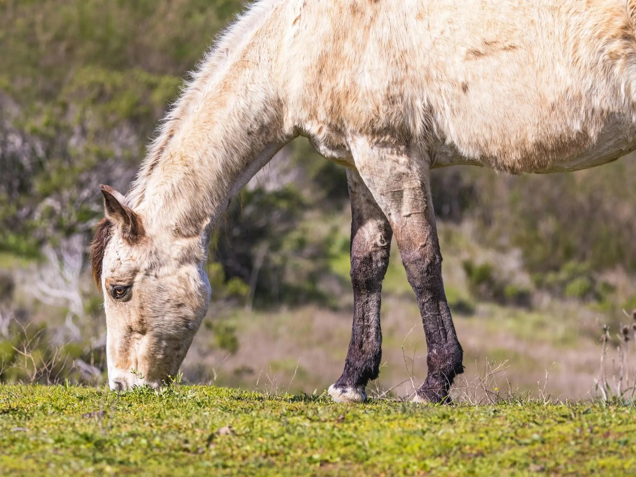 Mealy champagne horse