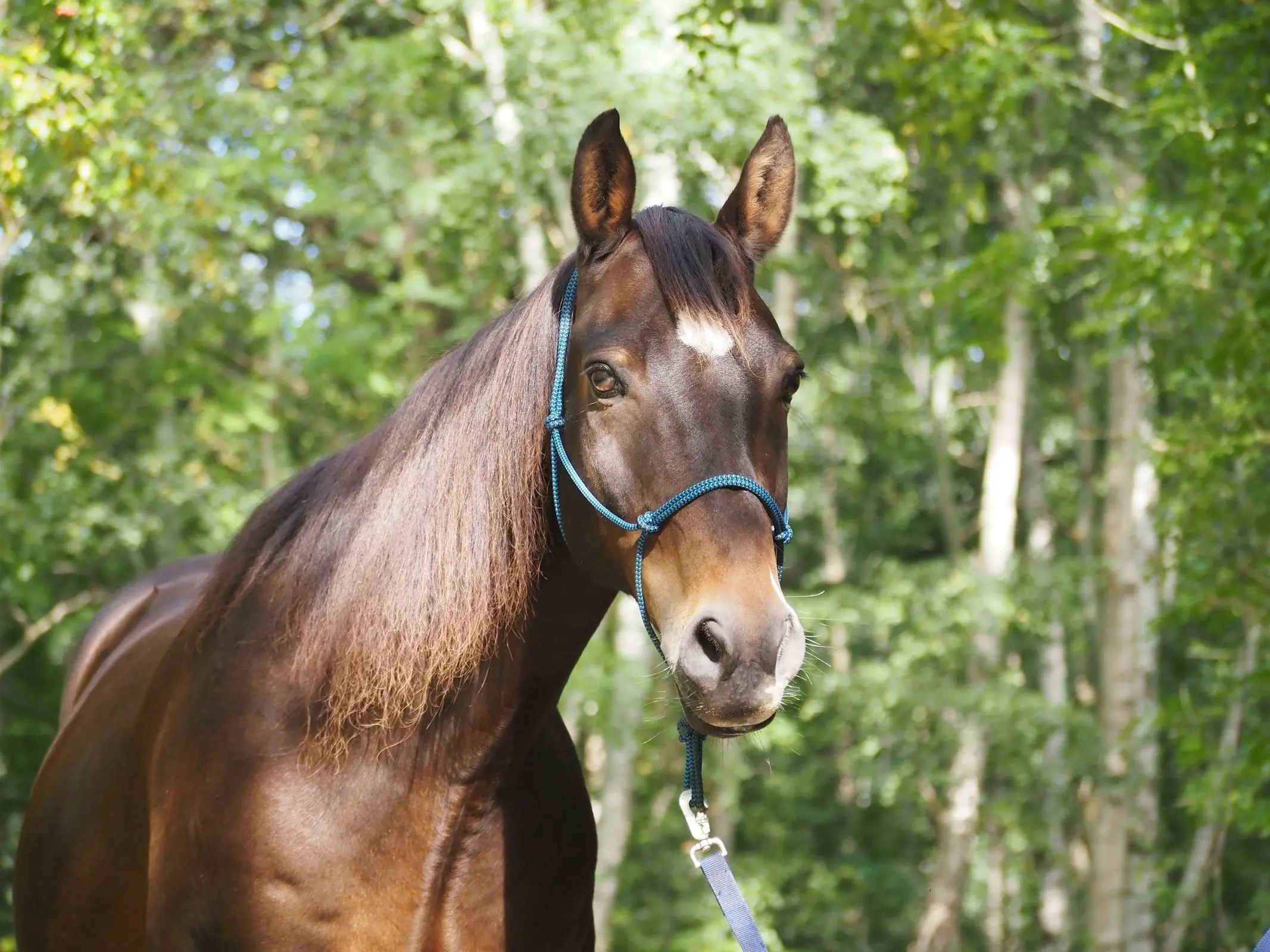 Gold champagne horse