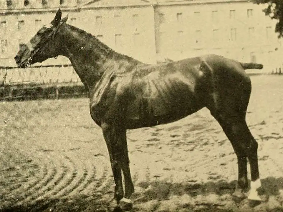 Charollais Horse