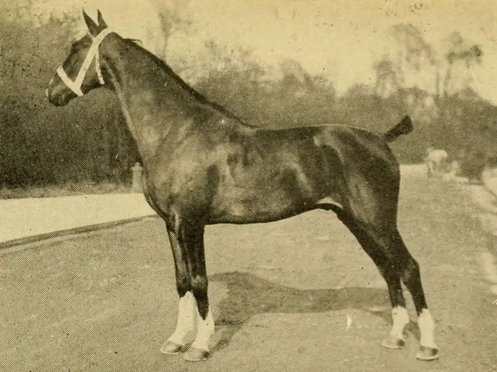 Charollais Horse