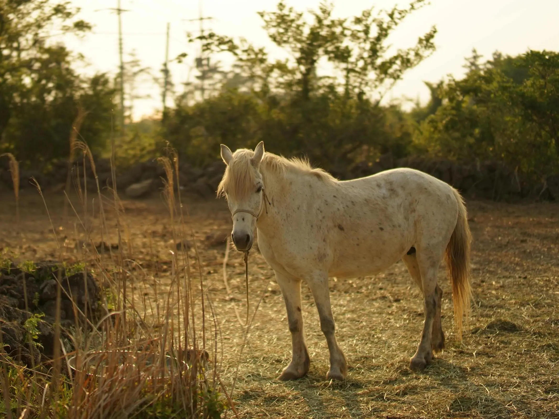 Cheju Pony