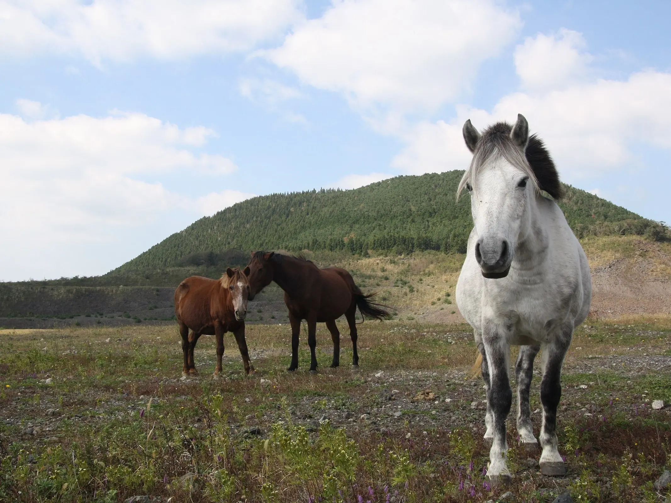 Cheju Pony