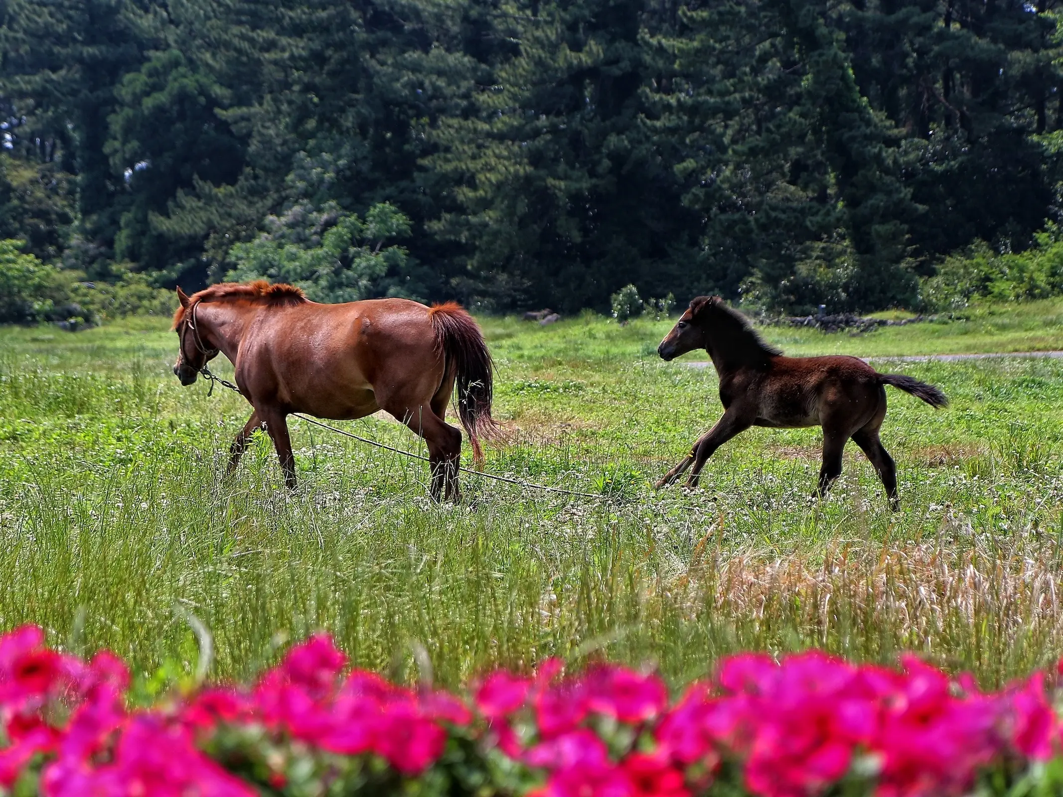 Cheju Pony