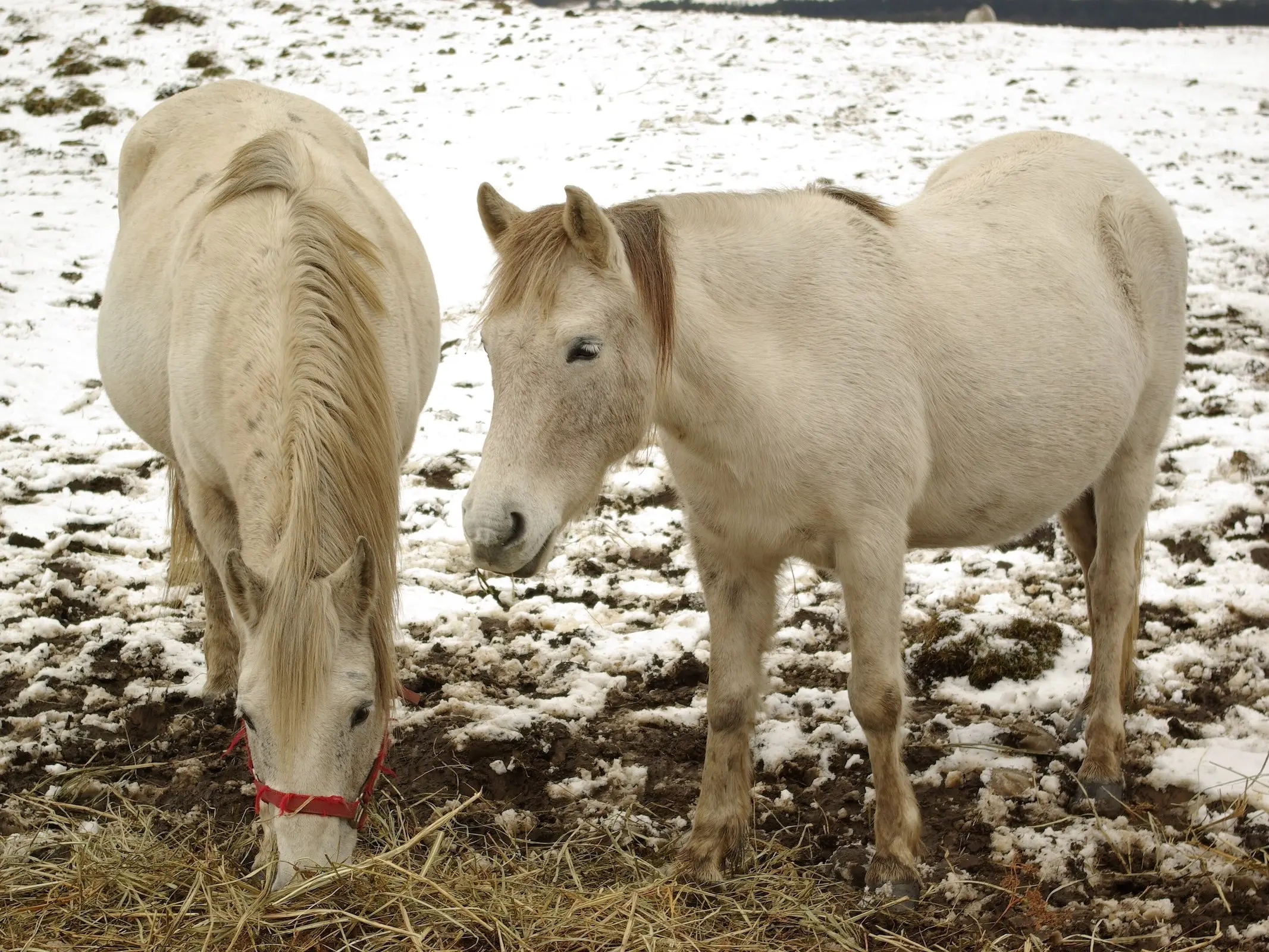 Cheju Pony