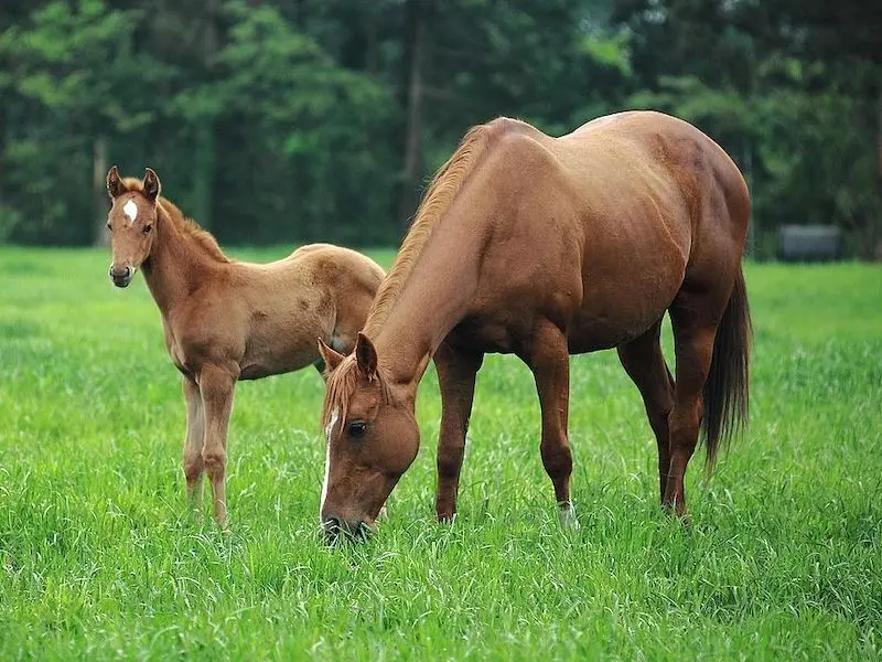 Cheju Pony