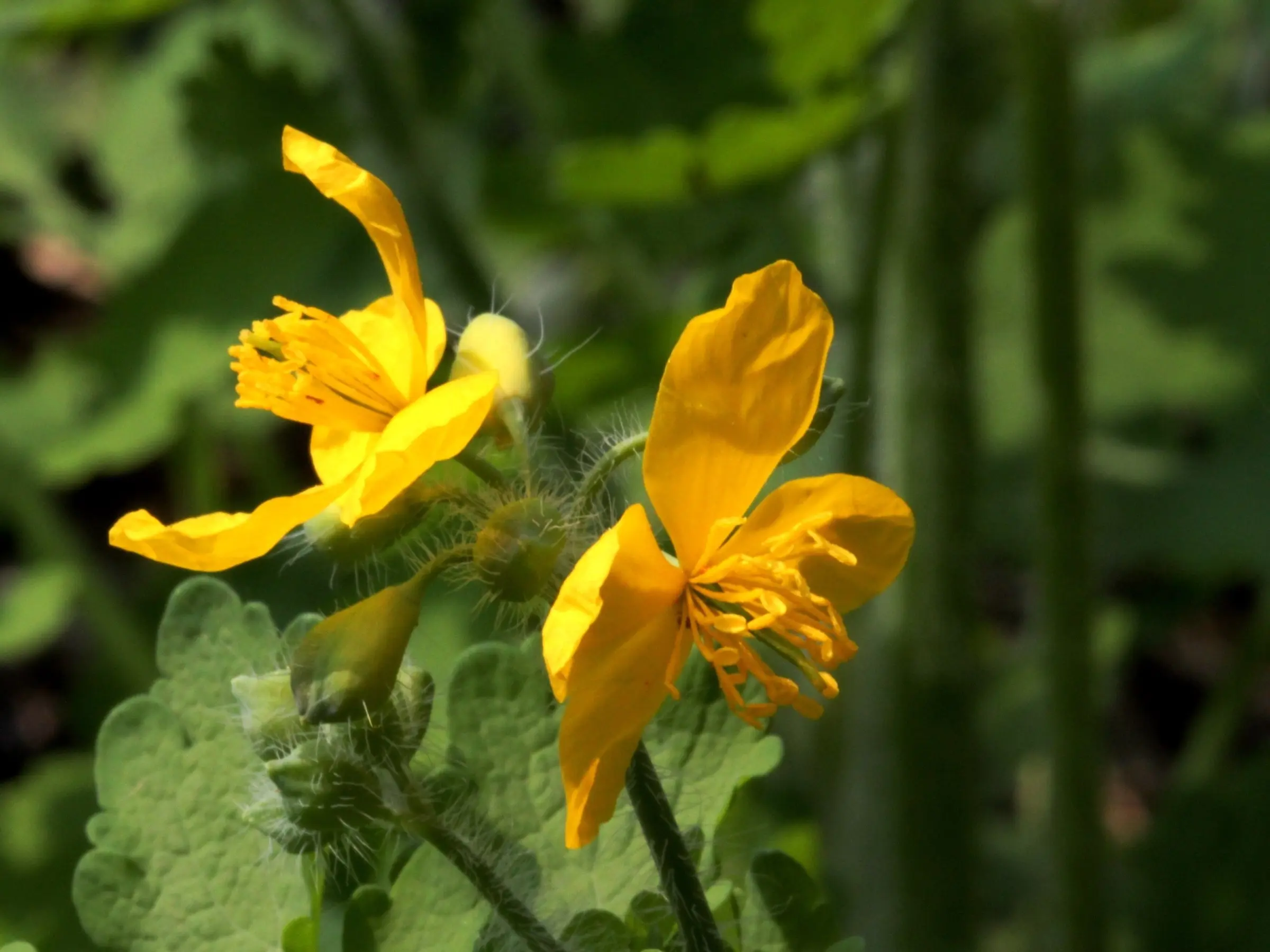 Celandine