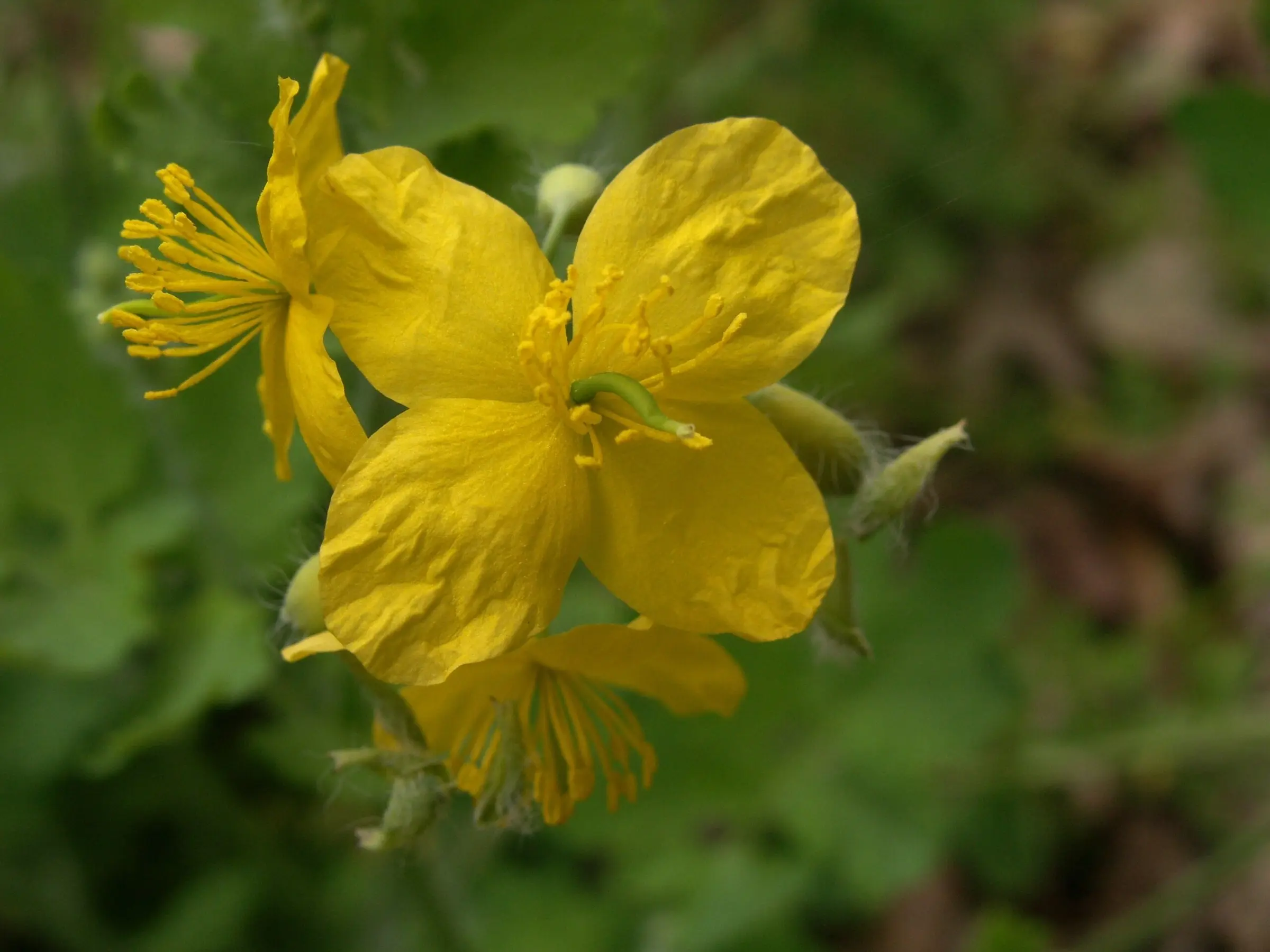 Celandine