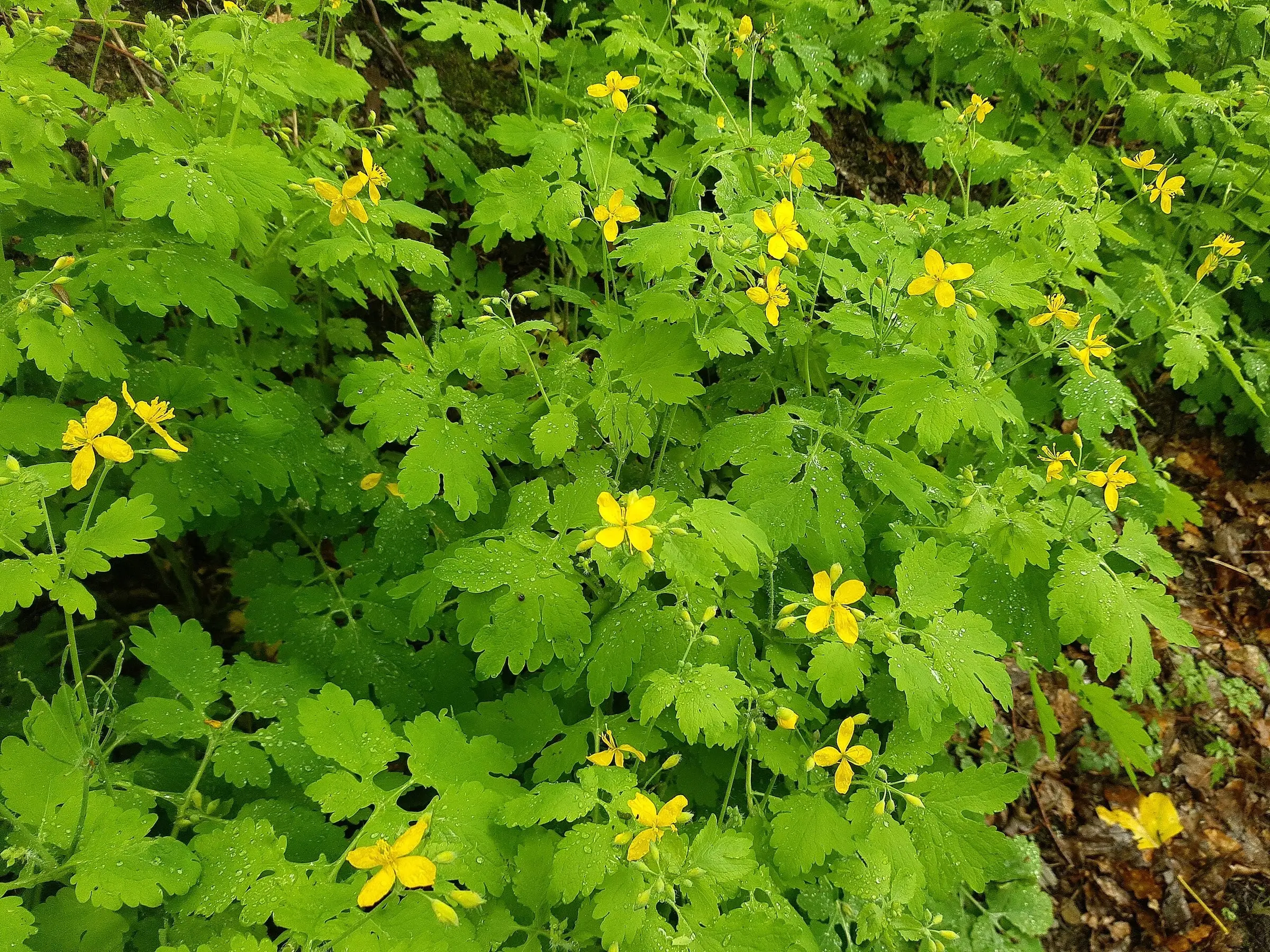 Celandine