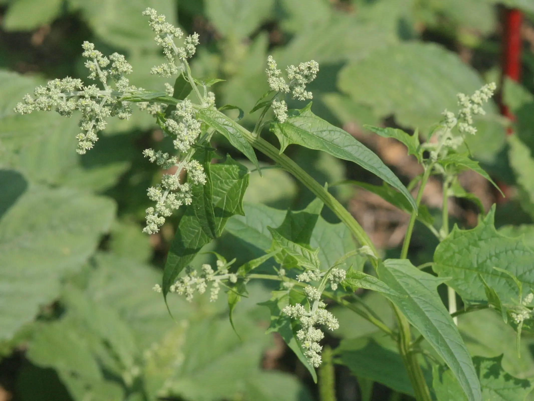 Mercury Goosefoot