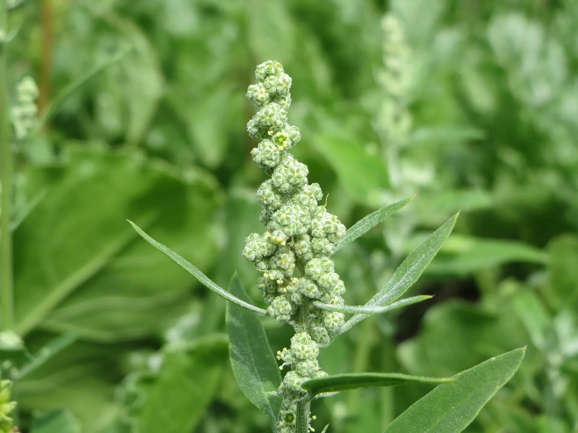 Lambsquarters