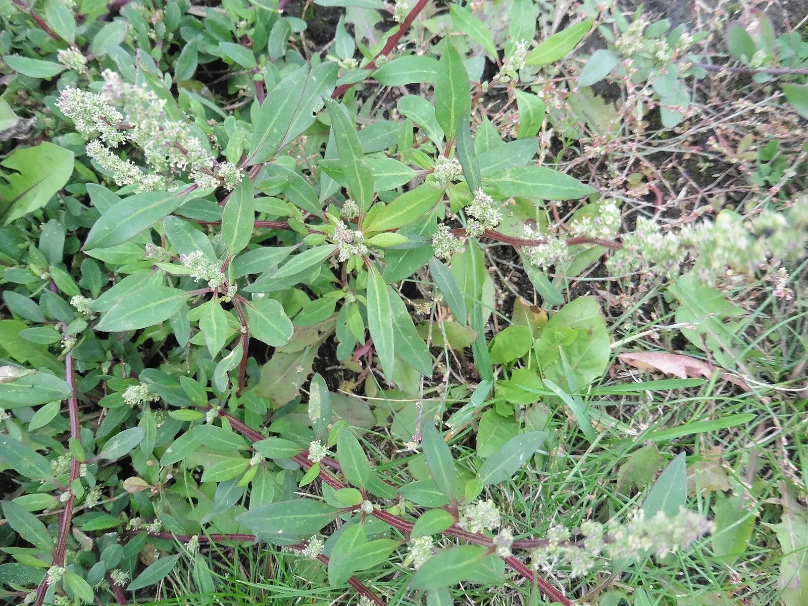 Lambsquarters