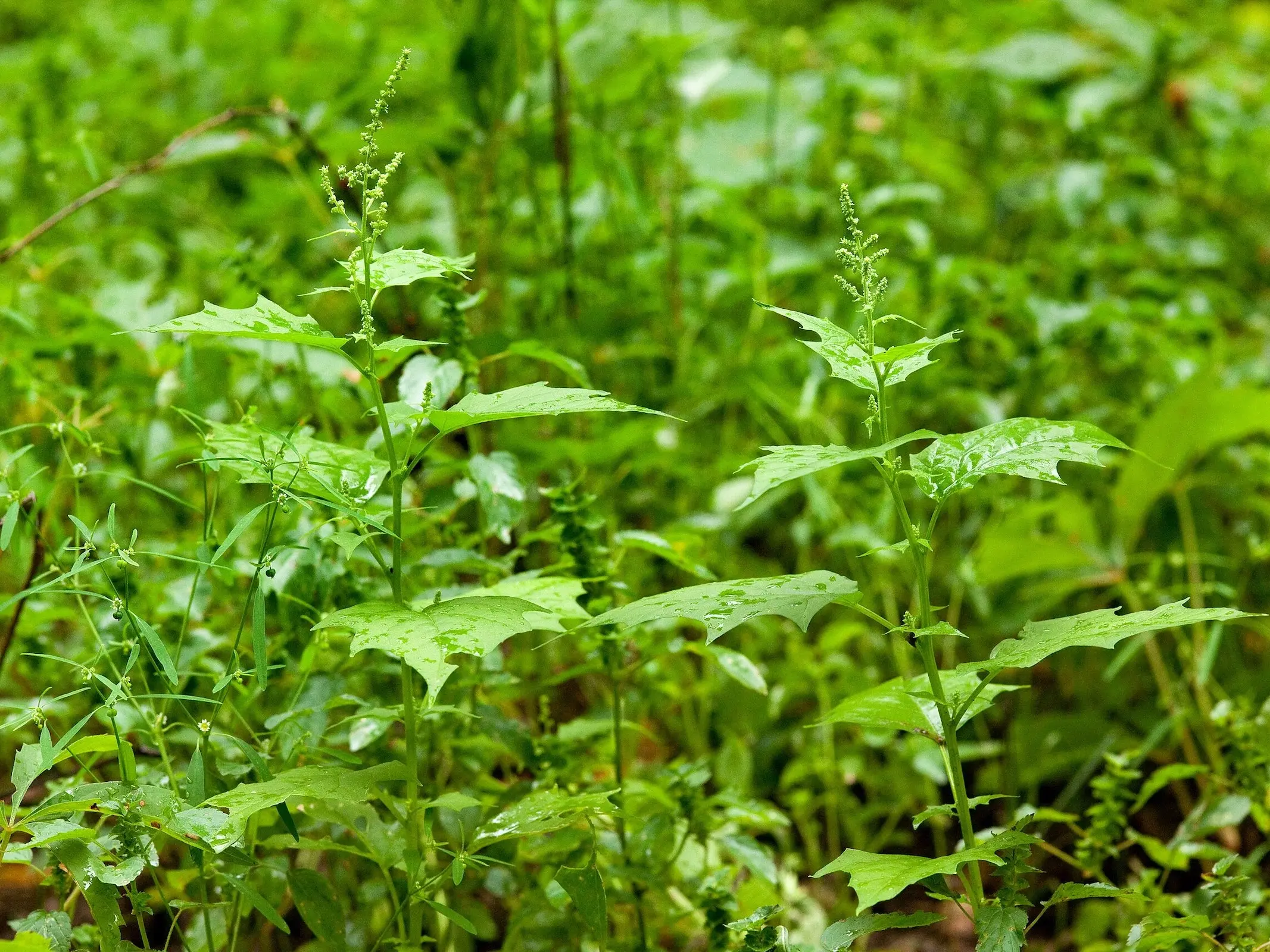 Lambsquarters