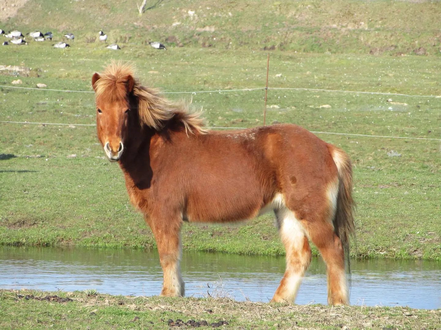 Chestnut mealy horse