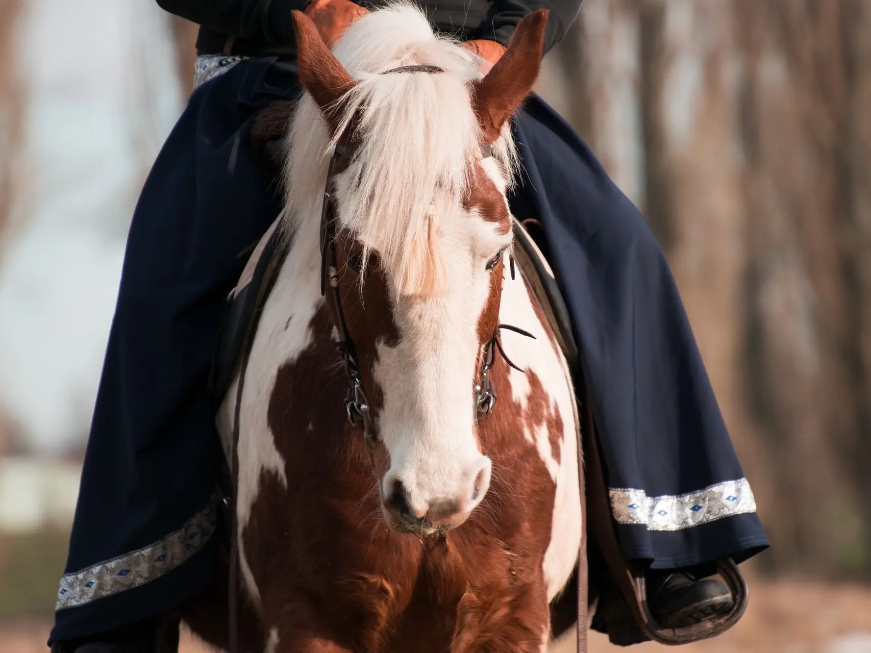 Horse with a chest shield