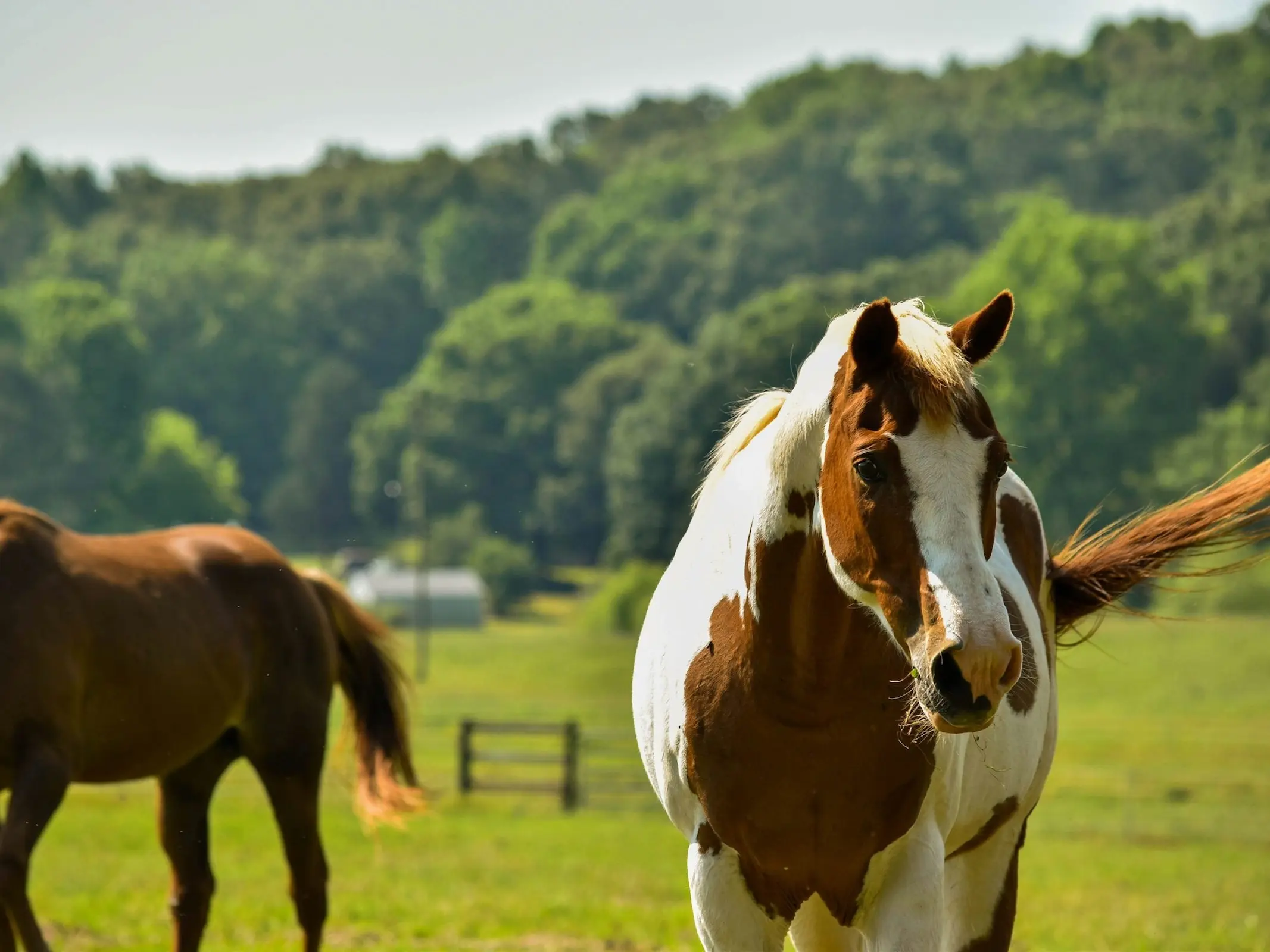 Horse with a chest shield