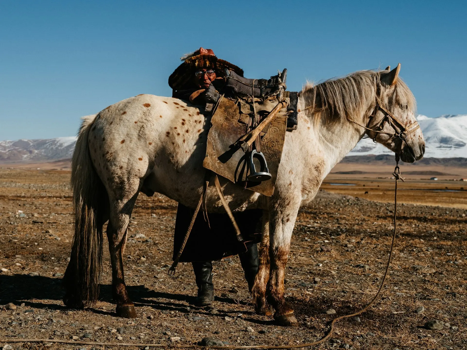 Chestnut Appaloosa Horse