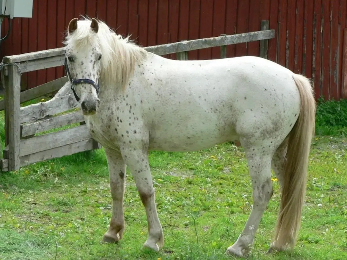 Chestnut appaloosa horse