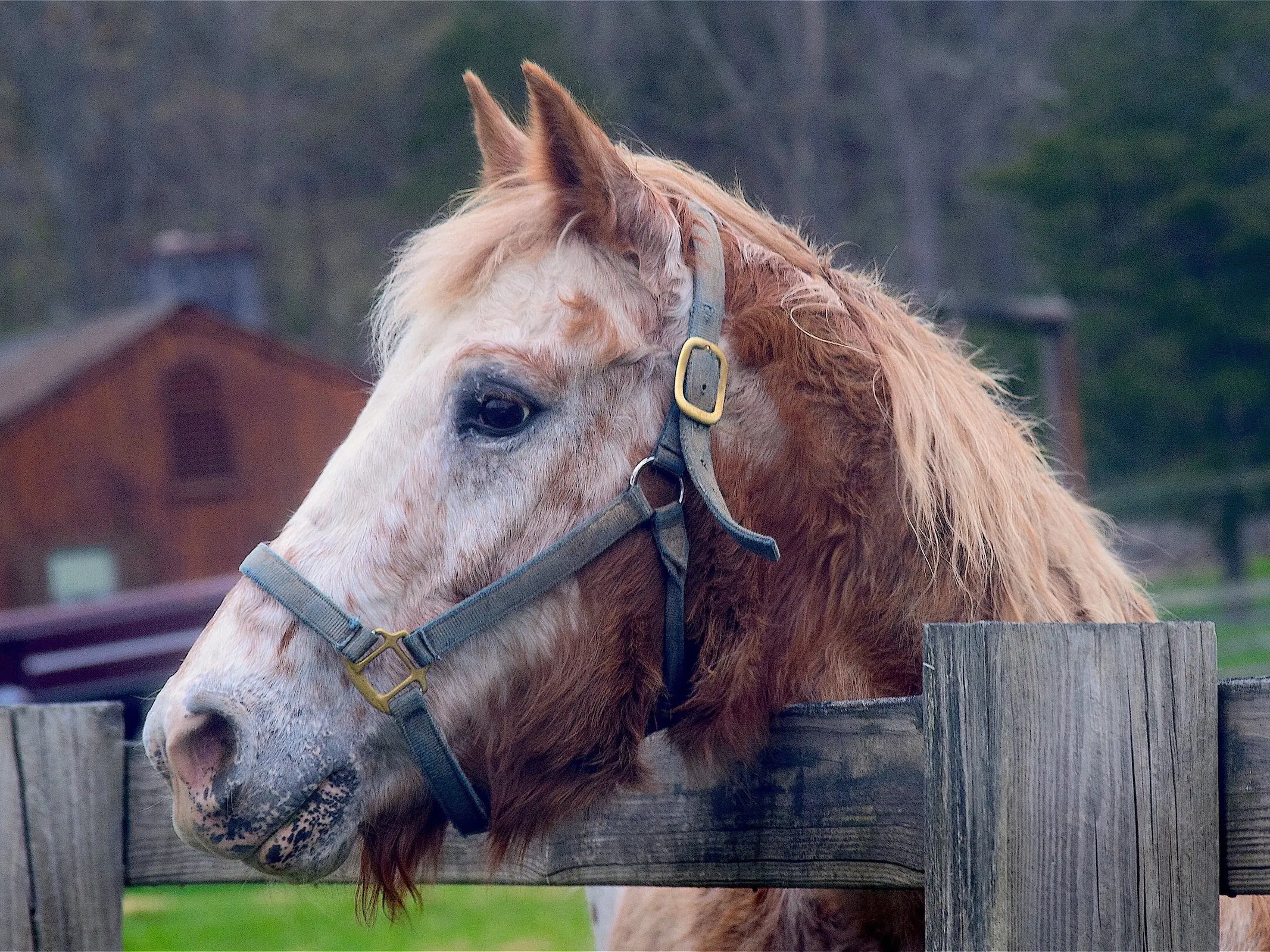 Chestnut appaloosa horse