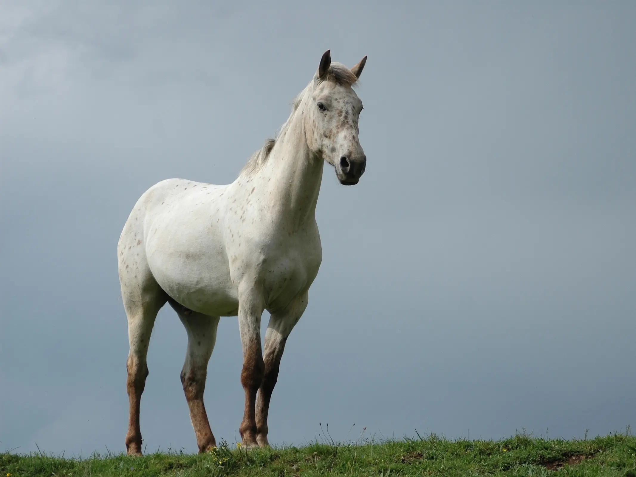 Chestnut appaloosa horse