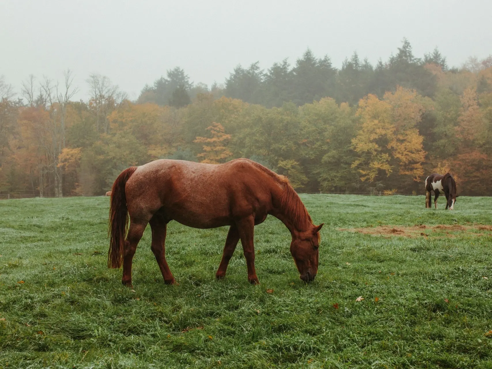 Chestnut appaloosa horse