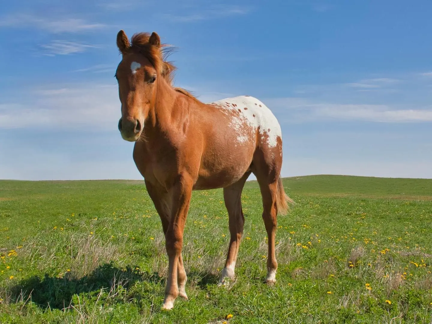 Chestnut appaloosa horse