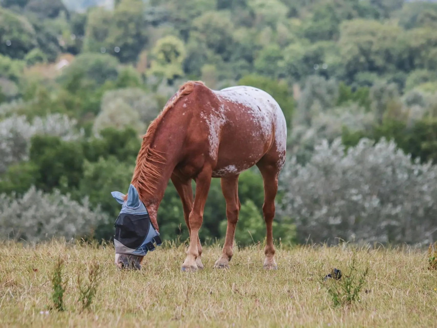 Chestnut appaloosa horse