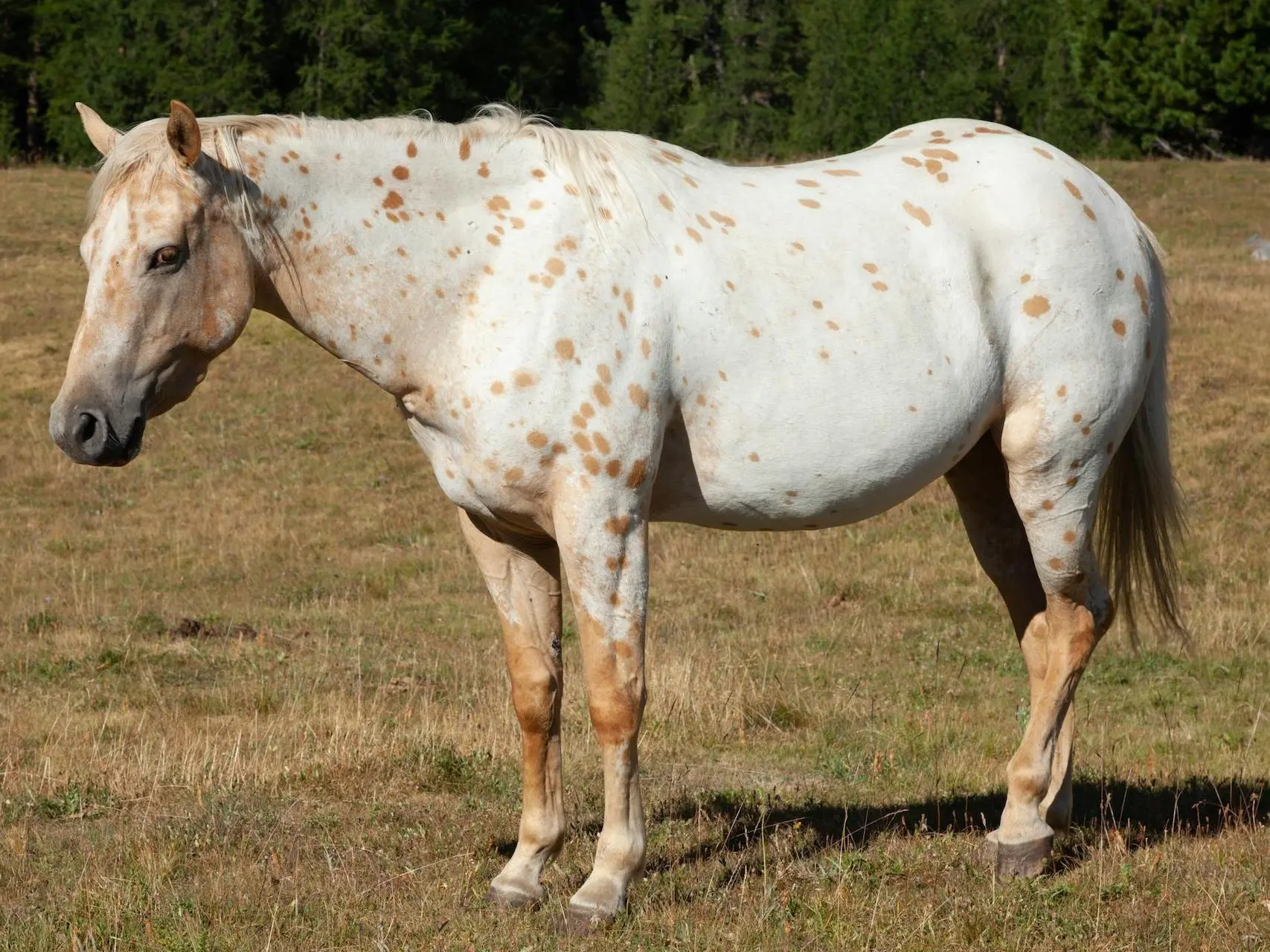 Chestnut appaloosa horse