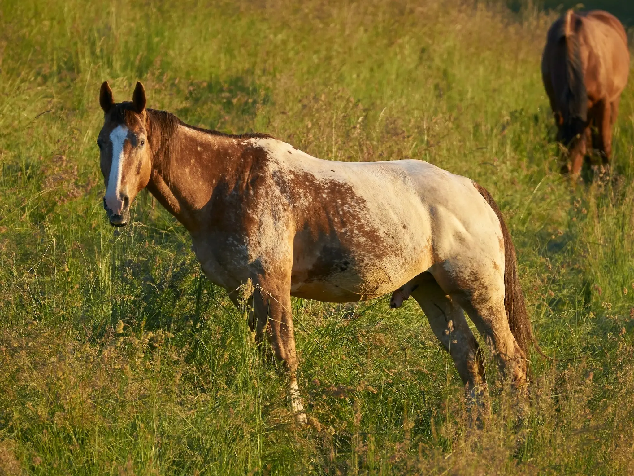 Chestnut appaloosa horse