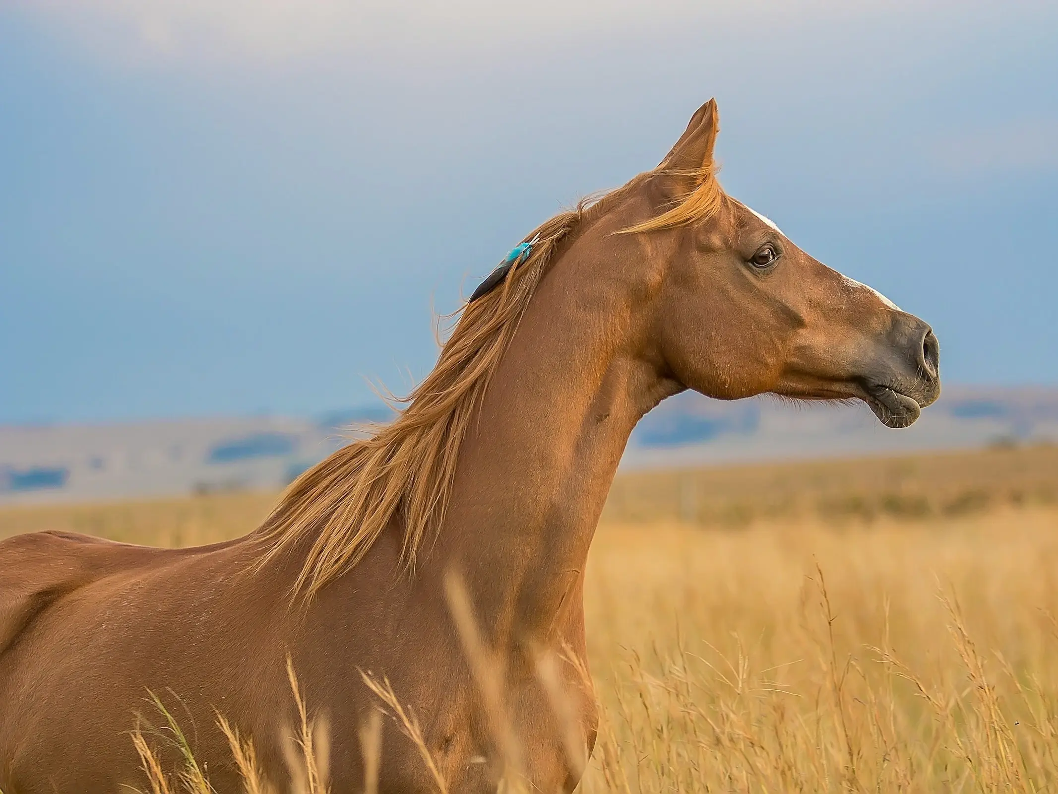 Sandy chestnut horse