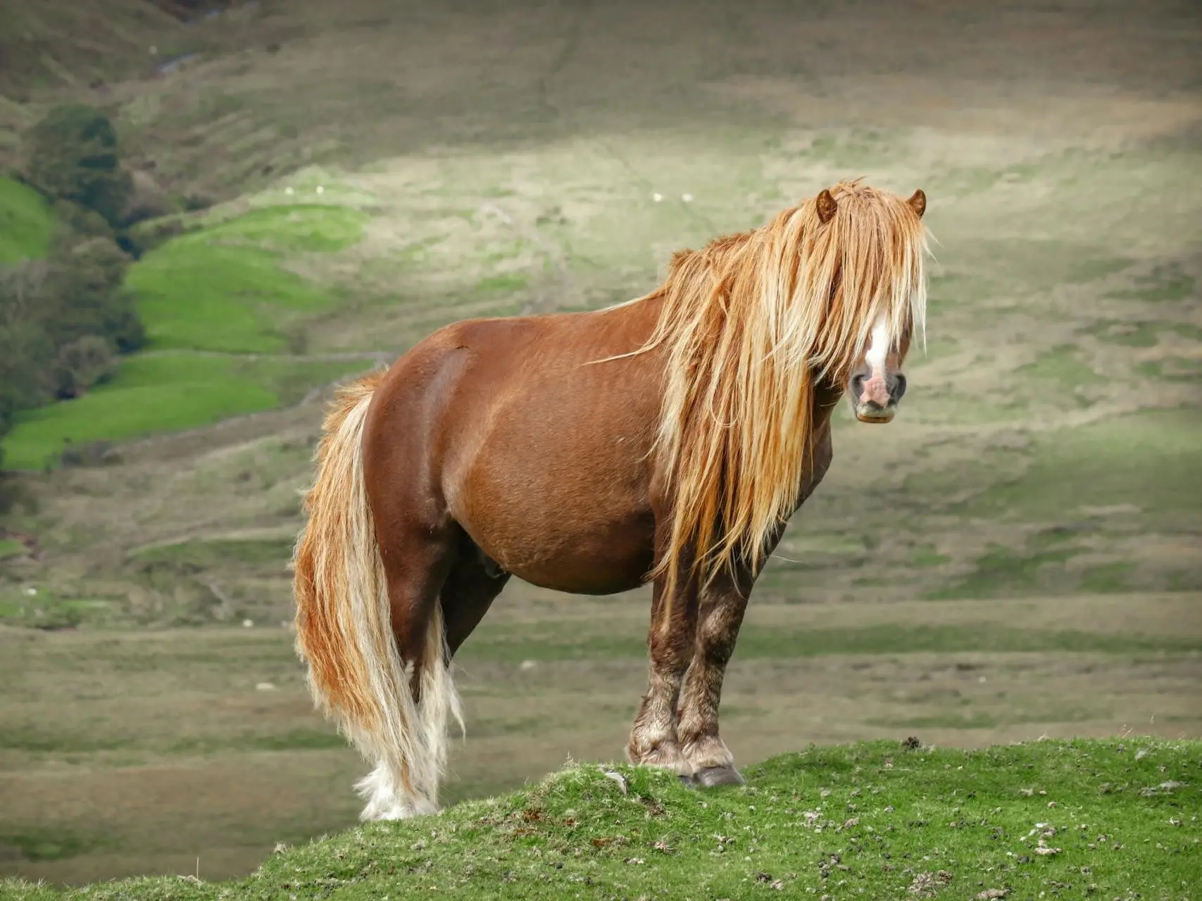 Chestnut flaxen horse