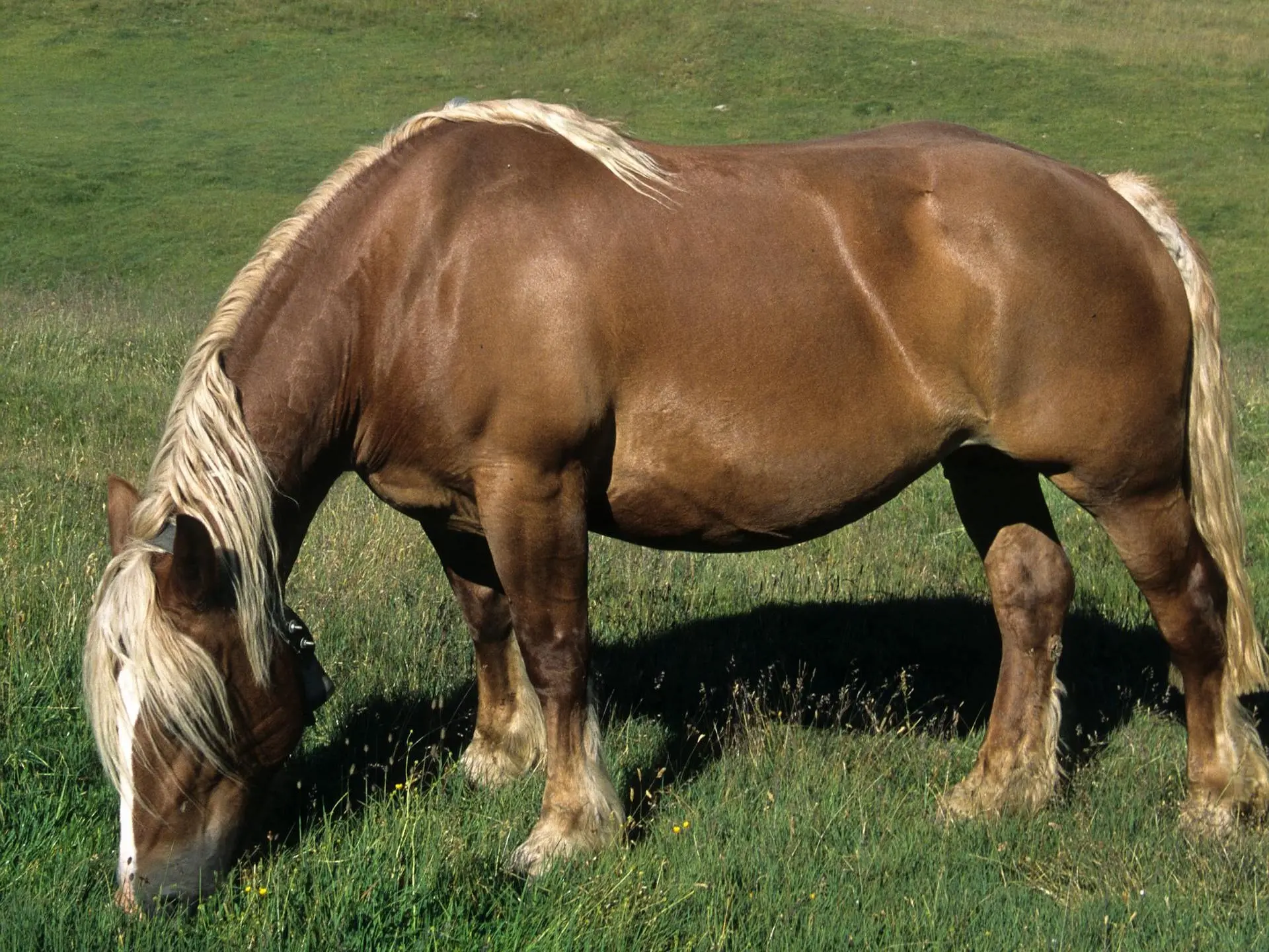 Chestnut flaxen horse