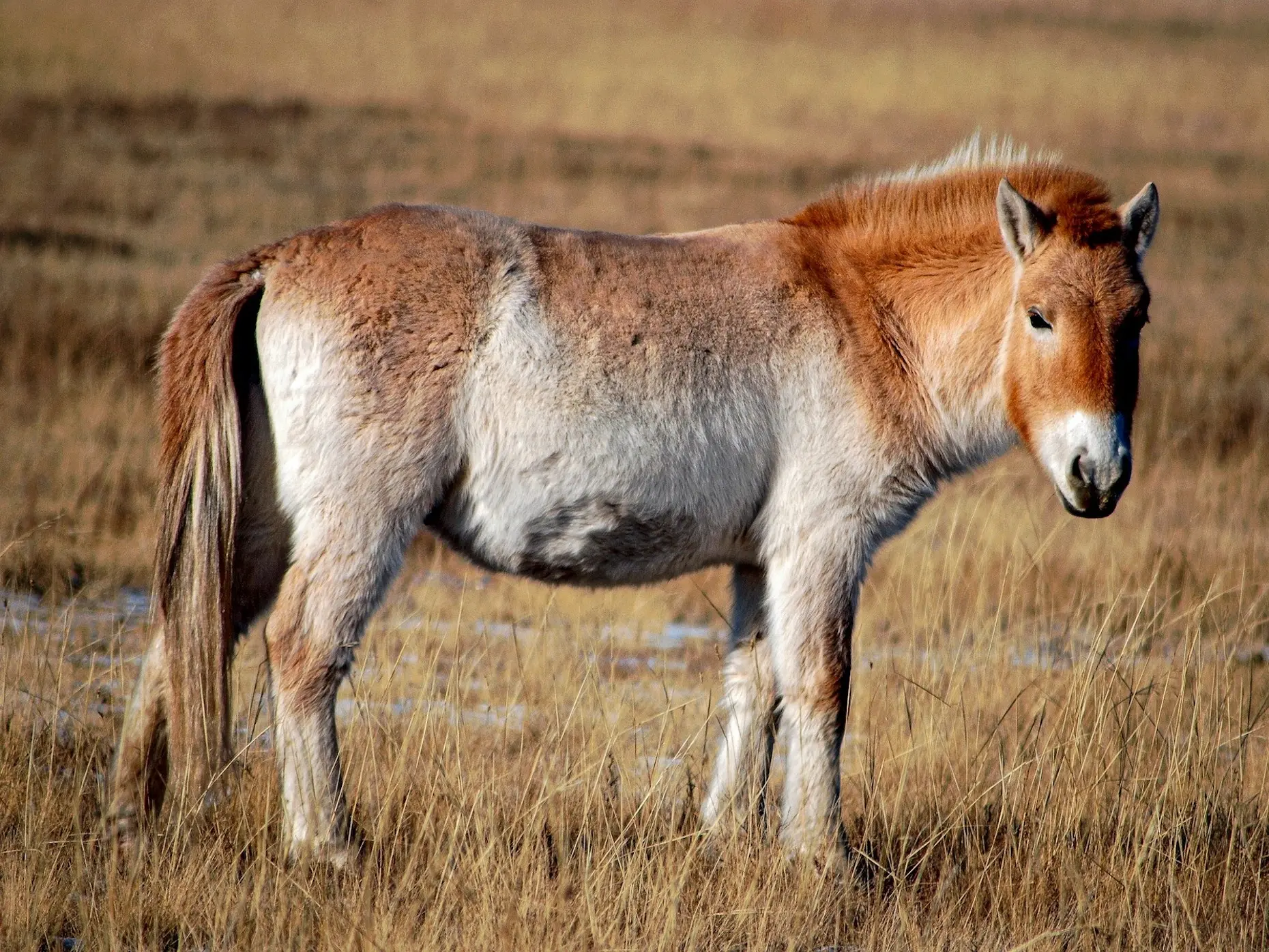 Chestnut mealy horse