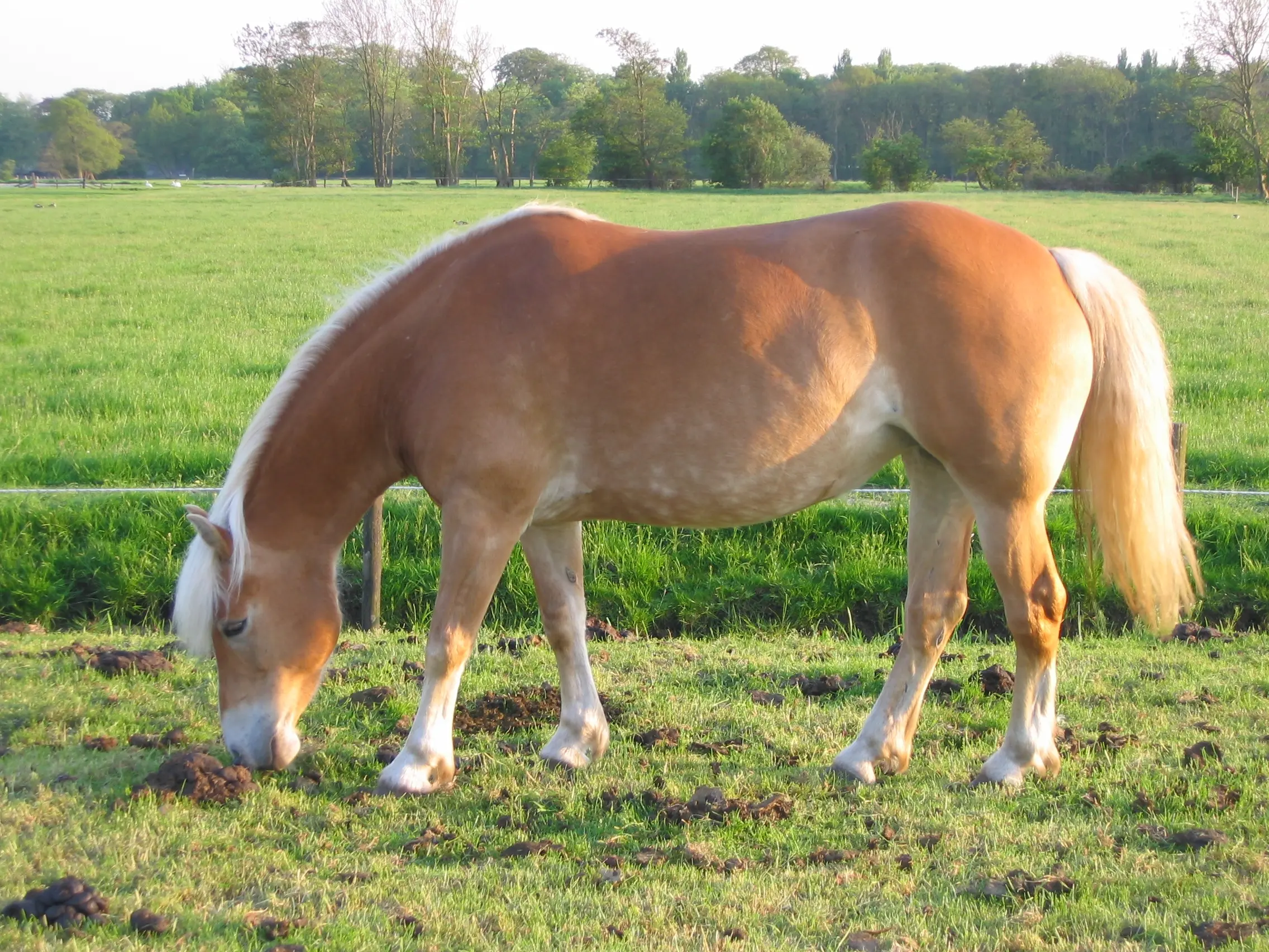 Flaxen mealy horse