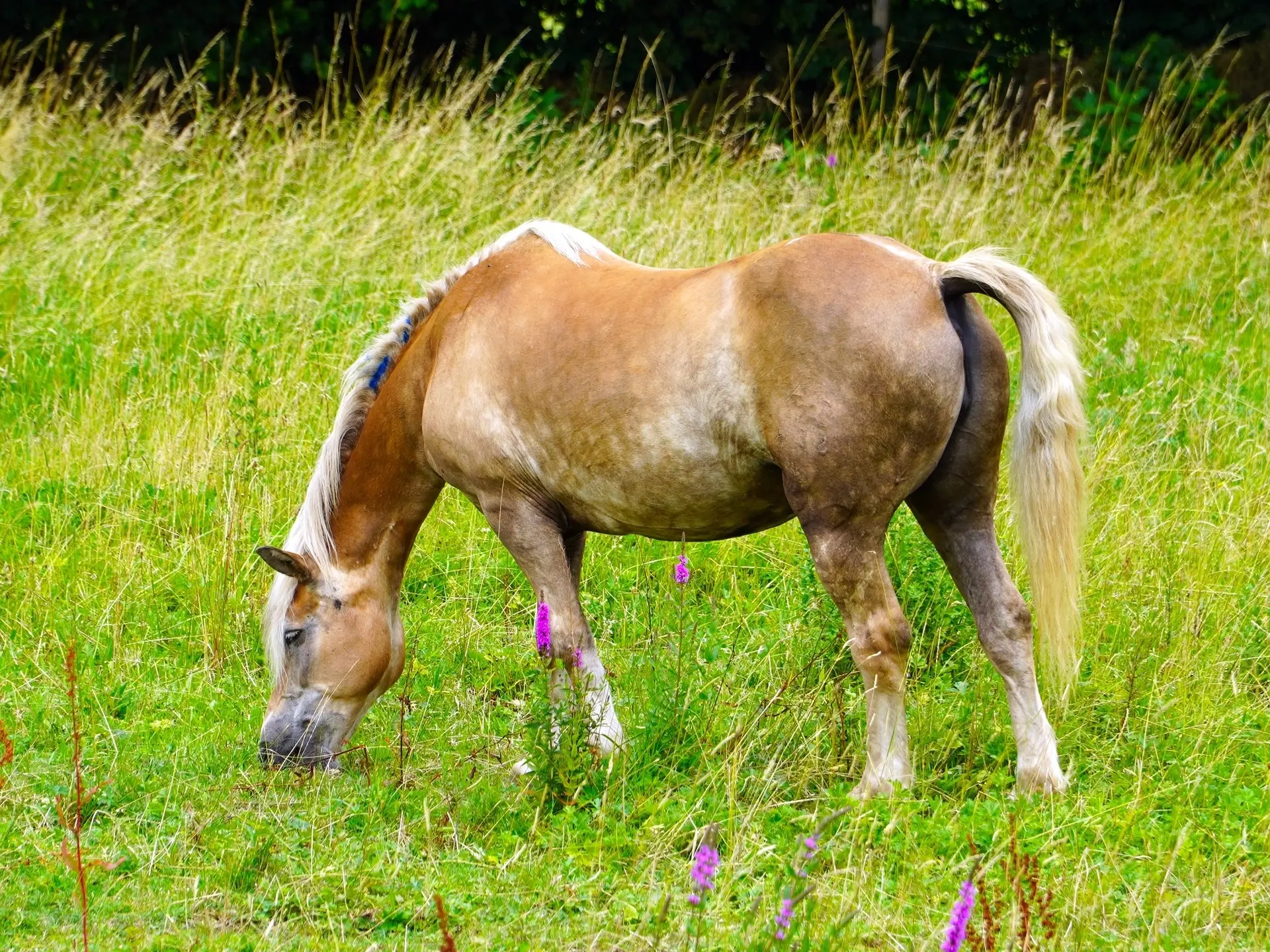 Flaxen mealy horse