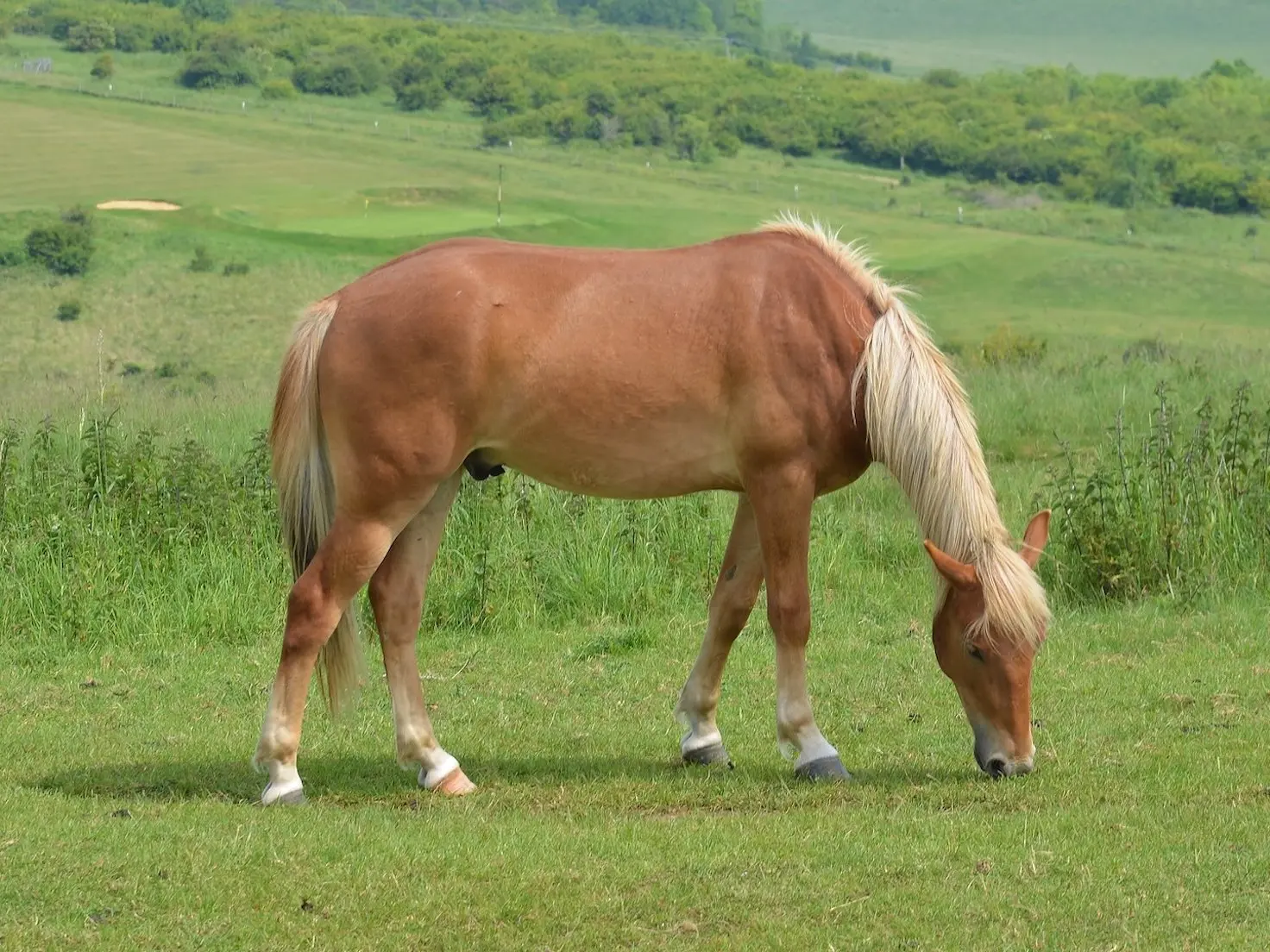 Flaxen mealy horse