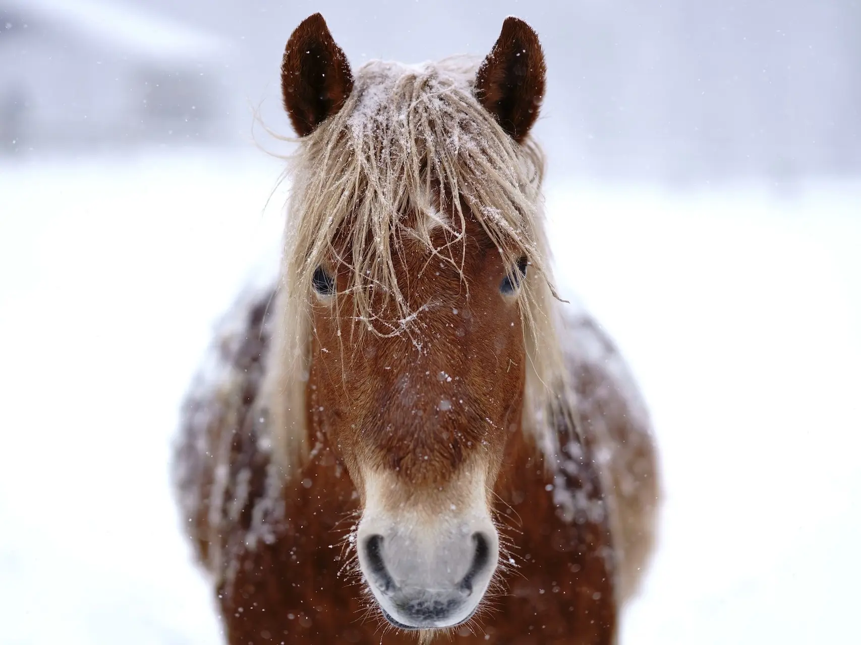 Chestnut mealy horse