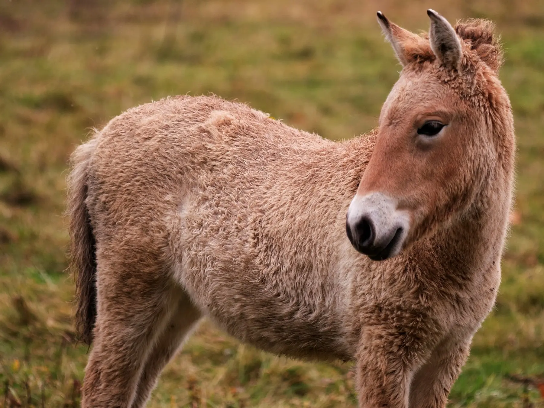 Dun mealy horse