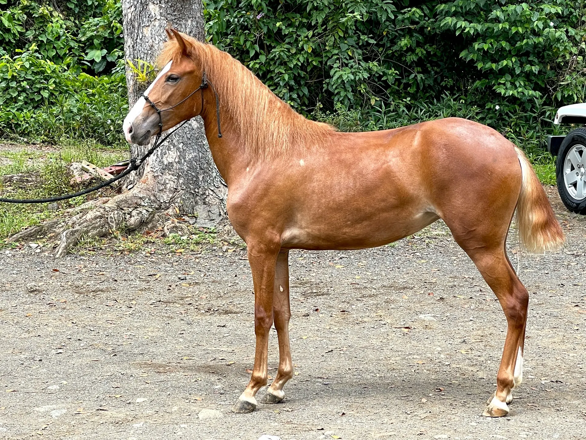 Chestnut mealy horse