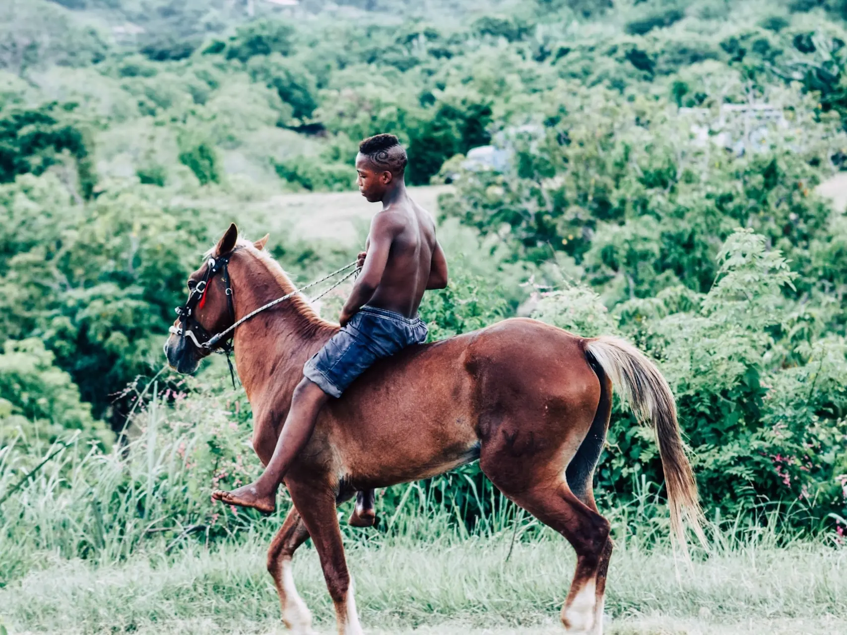 Chestnut mealy horse