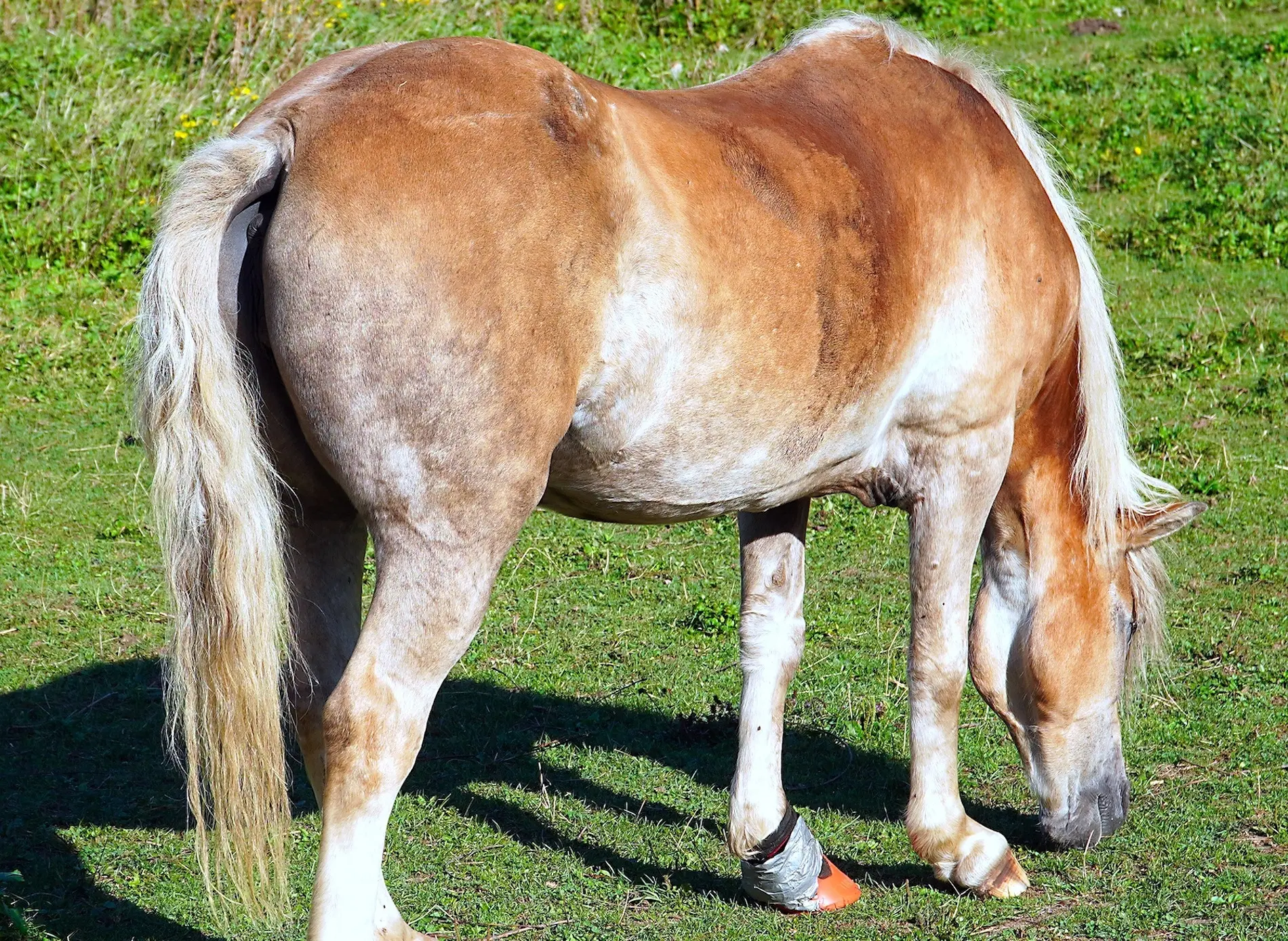 Flaxen mealy horse