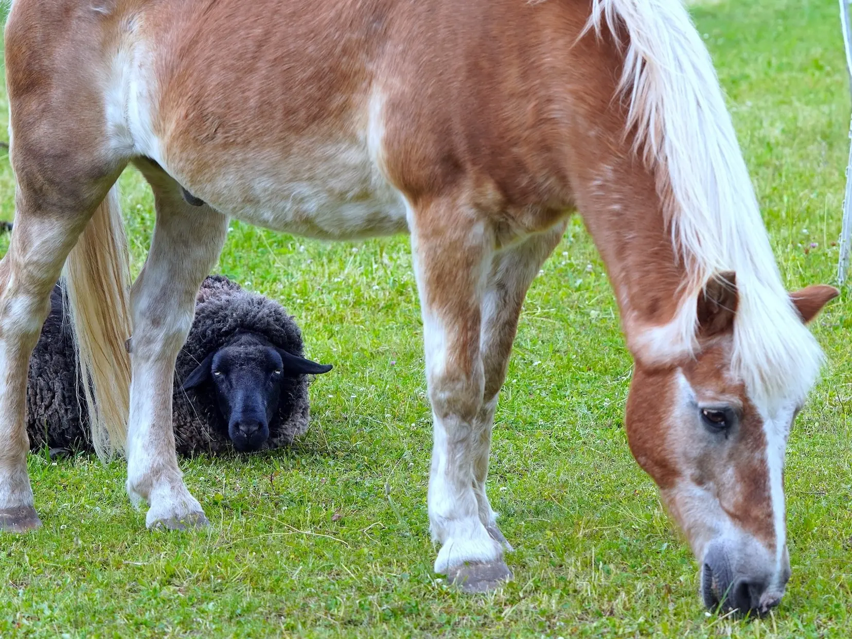 Flaxen mealy horse