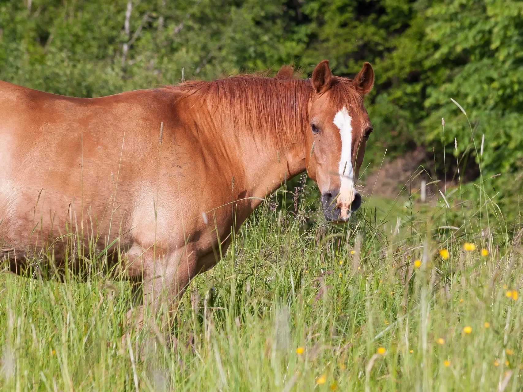 Chestnut mealy horse