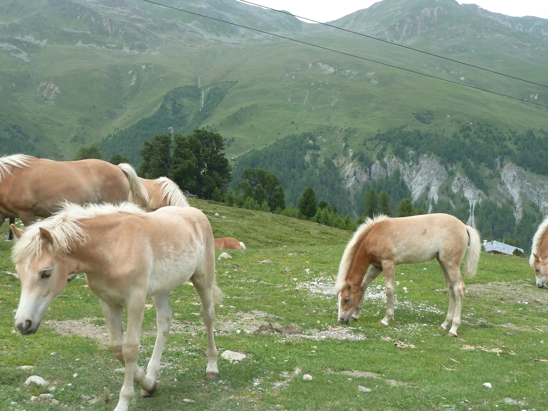 Flaxen mealy horse