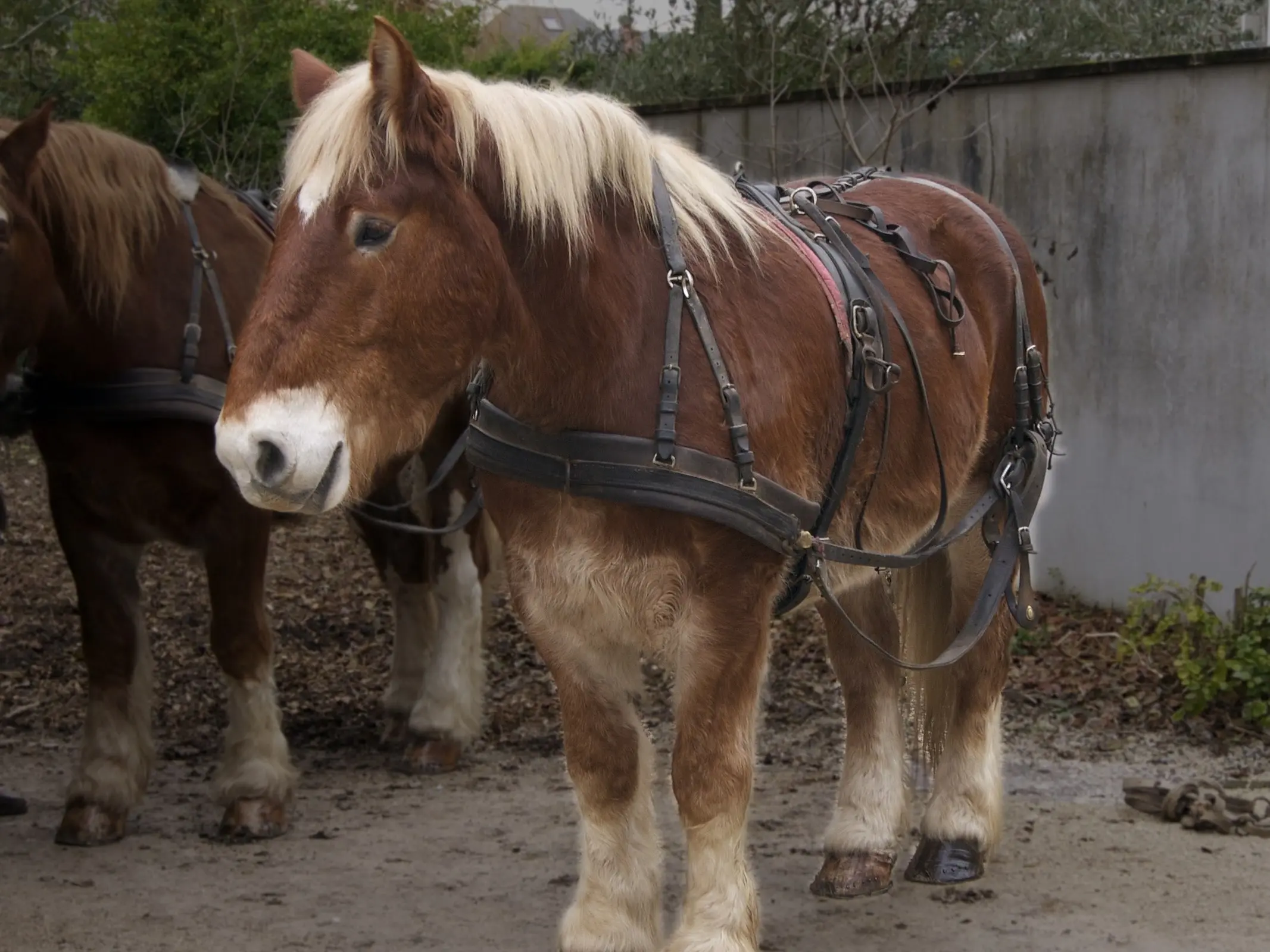 Flaxen mealy horse