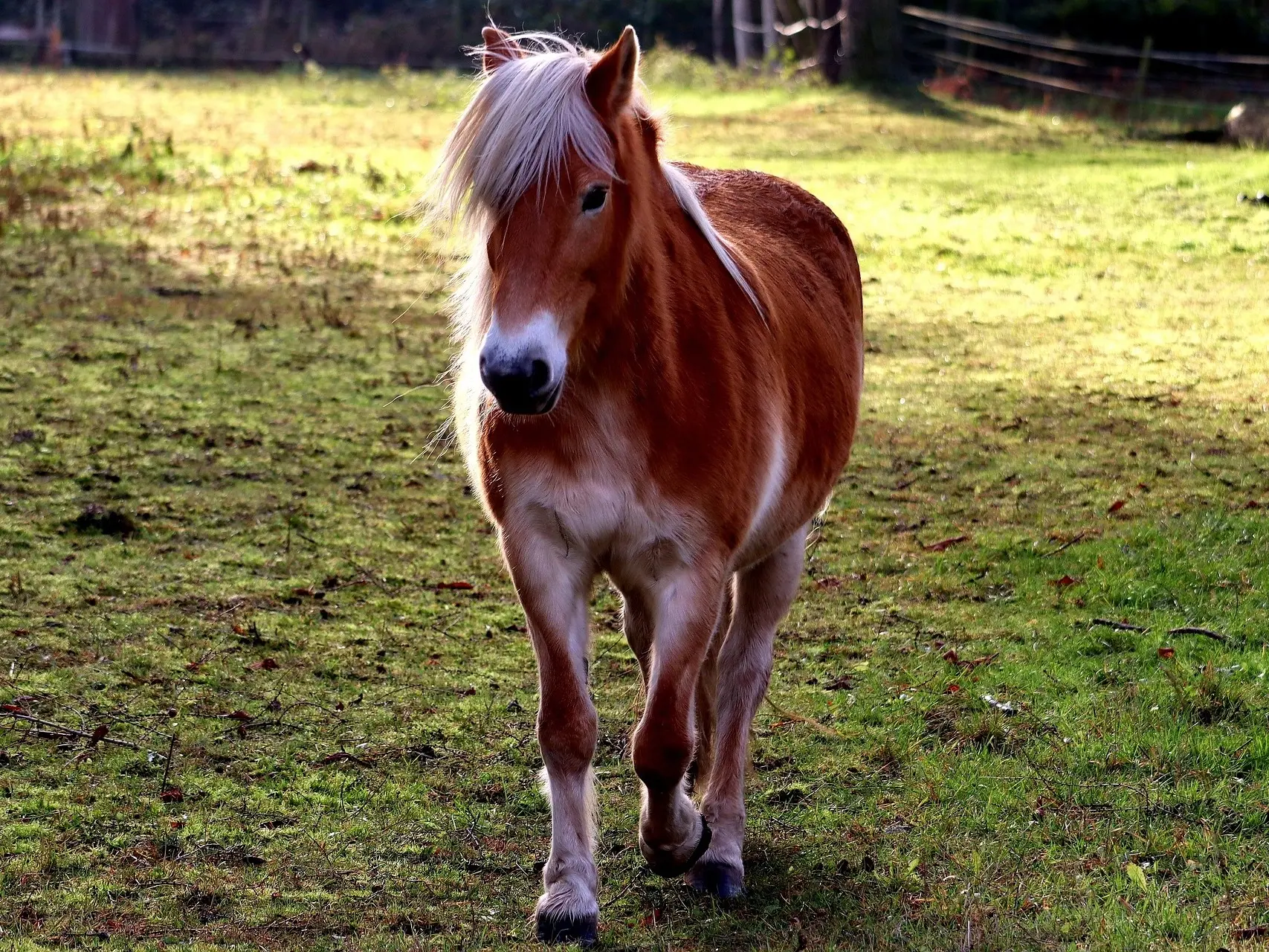 Flaxen mealy horse