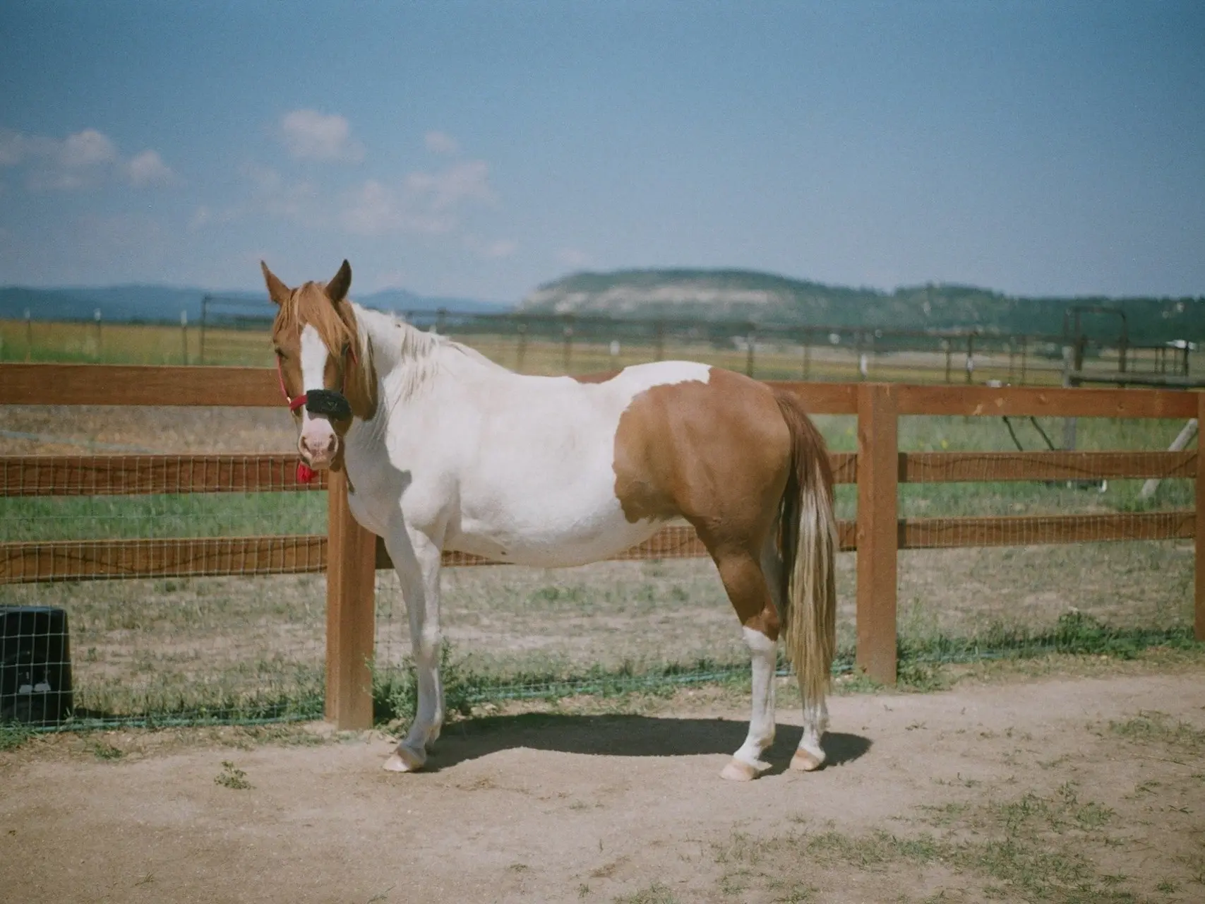 Chestnut pinto horse