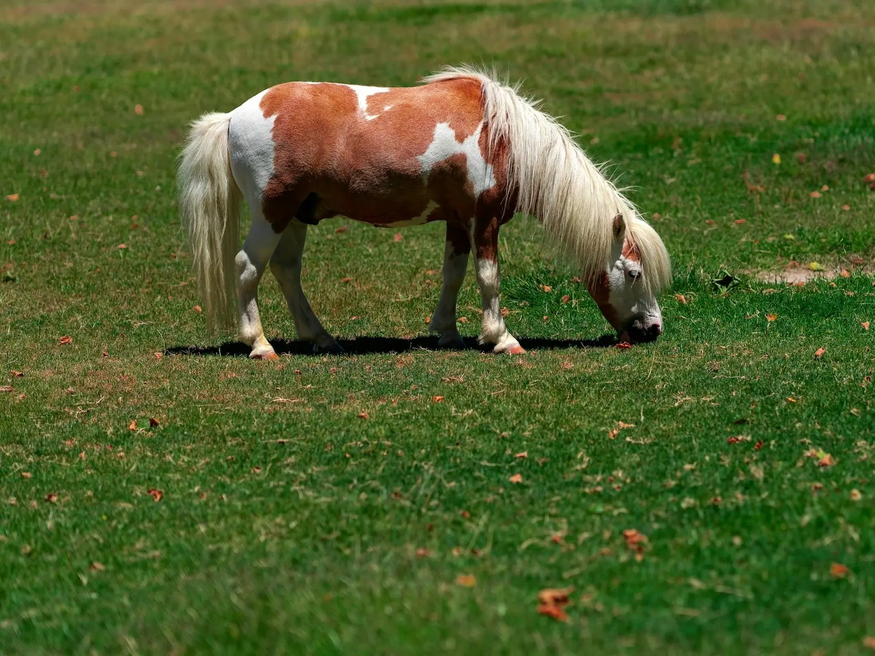 Chestnut pinto horse